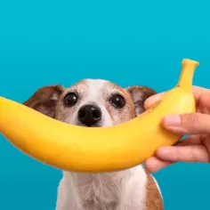 Banan dla psa: Potas czy cukier? Bezpieczne zasady podawania
