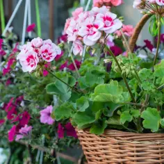 Jakie kwiaty zwisające na balkon wybrać, aby zachwycały przez cały sezon