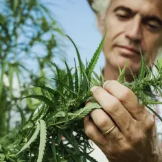 Rolnik w słomkowym kapeluszu bada roślinę konopi. Czy marihuana może pomóc w walce z depresją?
