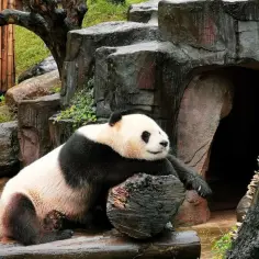 Panda w zoo odpoczywa, opierając się o pień drzewa. W tle skalna grota i bambusowy zagajnik.