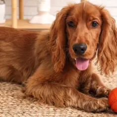 Rudy cocker spaniel z długimi, falującymi włosami leży obok pomarańczowej piłki. Czy cocker spaniel ma włosy czy sierść? Ten piesek ma piękne, długie włosy.