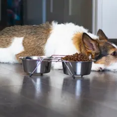 Dieta psa a nadpobudliwość: Czy miska kryje sekret spokoju?