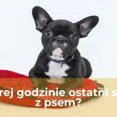 Uroczy buldożek francuski leży na czerwonej poduszce, zastanawiając się, o której godzinie ostatni spacer z psem.