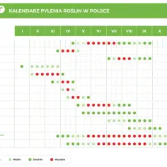 Kalendarz pylenia roślin w Polsce. Sprawdź, co teraz pyli: trawy, brzozy, olsze, dęby, a także grzyby Cladosporium i Alternaria.
