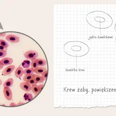 Etapy przygotowania preparatu mikroskopowego: obraz krwi żaby pod mikroskopem, powiększenie 400x. Schemat komórki krwi z jądrem.
