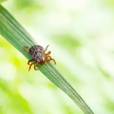 Kleszcz na źdźble trawy, przypominający o zagrożeniu boreliozą i pytaniu: jaki antybiotyk na boreliozę?