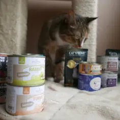Kot przygląda się różnym puszkowanym karmom dla zwierząt, w tym markom "Pan Mięsko", "Pokusa" i "Cat's Love".