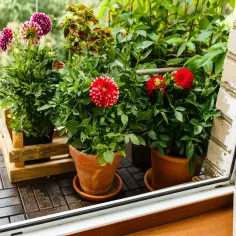 Jakie kwiaty na bardzo słoneczny balkon - rośliny, które przetrwają upały