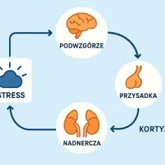 Schemat osi podwzgórze-przysadka-nadnercza. Stres wpływa na podwzgórze, które pobudza przysadkę do produkcji ACTH, co stymuluje nadnercza do wydzielania kortyzolu.