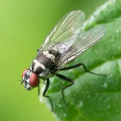 Czerwonoooka mucha w białe paski na zielonym liściu. Zastanawiamy się, jak muchy przeżywają zimę, gdy temperatura spada.