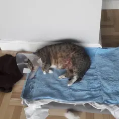 Kot w kołnierzu ochronnym leży na niebieskim ręczniku, z widocznymi zmianami skórnymi na boku.