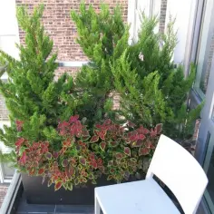 Jakie iglaki na balkon wybrać, aby uniknąć błędów w uprawie?