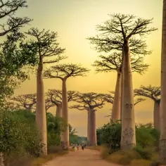 Aleja Baobabów na Madagaskarze. Idealne miejsce, by poczuć magię wyspy. Kiedy lecieć na Madagaskar? Najlepiej w porze suchej, od kwietnia do października.
