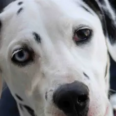 Dalmatyńczyk z heterochromią, jedno oko niebieskie, drugie brązowe.