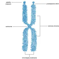 Schemat chromosomu z zaznaczonymi ramionami, centromerem, satelitą i przewężeniem wtórnym. Ukazuje stopnie upakowania DNA.