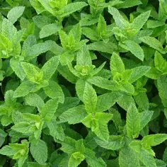 Gęsty zielony gąszcz mięty, idealny do mojito. Różnica między miętą pieprzową a zieloną w drinkach mojito jest subtelna, ale wyczuwalna.