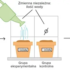 Eksperyment biologiczny: porównanie kiełkowania fasoli z wodą i bez. Woda to zmienna niezależna, kiełkowanie - zależna.