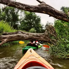 Kajaki płynące pod powalonym drzewem w otoczeniu zieleni.