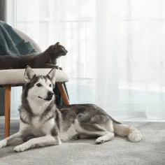 Piękny husky do adopcji leży na dywanie obok krzesła, na którym siedzi kot.