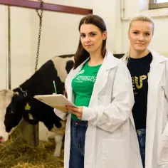 Studentki weterynarii w Lublinie w fartuchach badają krowę w oborze.