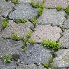 Skuteczne sposoby usuwania zielonego nalotu z kostki brukowej