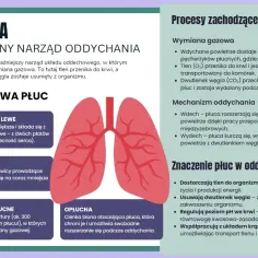 Ilustracja przedstawia budowę i procesy zachodzące w płucach, wyjaśniając, jak oddychają ptaki i ludzie.