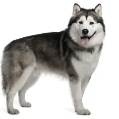 Uśmiechnięty alaskan malamute husky z wywieszonym językiem, gotowy na przygodę.
