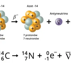Rozpad beta węgla-14. Atom węgla-14 z 6 protonami i 8 neutronami przekształca się w azot-14 (7 protonów, 7 neutronów), emitując antyneutrino i elektron.