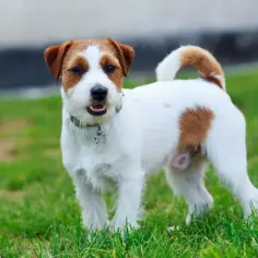 Jack Russell Terrier: Sierść czy włosy? Poznaj kluczowe różnice