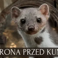 Czy kuna wejdzie do domu przez okno? Oto jak się przed tym chronić