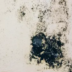 Ciemne, rozległe skupiska pleśni na jasnej, chropowatej powierzchni, przypominające ukryte miejsca w oczyszczaczu powietrza, gdzie gromadzi się pleśń.