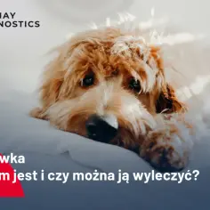 Nerwowa nosówka u psa: Jakie są rokowania? Poznaj realną prawdę.