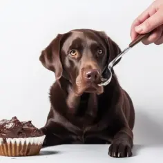 Pies zjadł czekoladę? Sprawdź toksyczność teobrominy kalkulatorem!