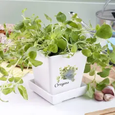 Jak wykorzystać świeże oregano w kuchni do pysznych potraw
