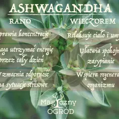 Ashwagandha rano poprawia koncentrację, wieczorem ułatwia zasypianie. Kiedy brać? Rano dla energii, wieczorem dla relaksu.