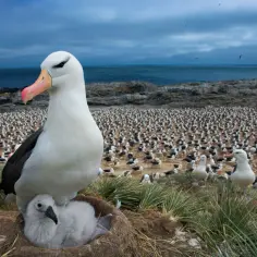 Wielki albatros chroni pisklę na tle tysięcy innych ptaków na skalistym wybrzeżu.