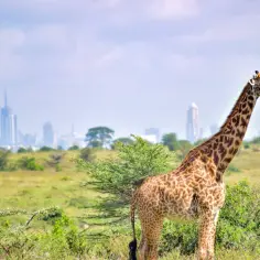 Żyrafa na tle panoramy Nairobi. Ciekawe ciekawostki o Kenii: dzikie zwierzęta żyjące blisko nowoczesnych miast.