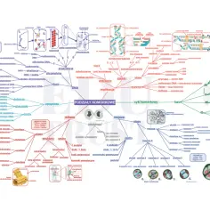 Mapa myśli o podziałach komórkowych, idealna do samodzielnego przygotowania do matury z biologii.