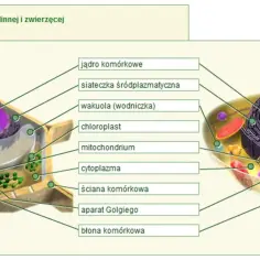 Porównanie budowy komórki roślinnej i zwierzęcej: jądro, siateczka, wakuola, chloroplast, mitochondrium, cytoplazma, ściana, aparat Golgiego, błona.