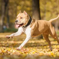 Amstaff ma sierść czy włosy? Odkryj prawdę o pielęgnacji rasy