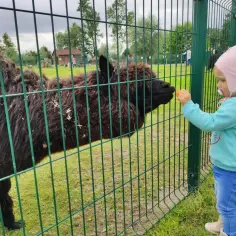 Dziecko karmi alpakę przez zielone ogrodzenie w zoo.