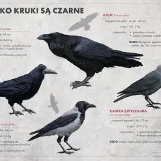 Na ilustracji widzimy kruka, gawrona, wronę siwą i kawki. Ptaki te, choć podobne, różnią się wielkością i głosem.