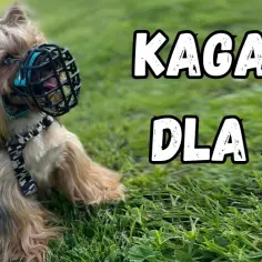 Mały piesek w kagańcu na trawie. Kaganiec dla boksera, ale pasuje też na inne rasy.