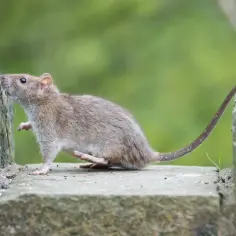 Jak pozbyć się myszy z elewacji: skuteczne metody i porady