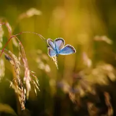 Szczęście jak motyl: cytaty, znaczenie i jak je złapać w codziennym życiu