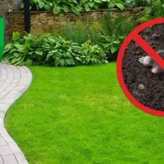 Skuteczne sposoby na to, jak pozbyć się kreta z ogrodu i odzyskać przestrzeń