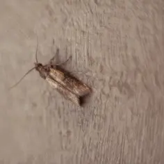 Mały brązowy motyl, symbol problemu, jak pozbyć się moli spożywczych z szafek kuchennych bez wyrzucania całego jedzenia.
