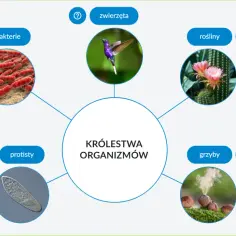 Pięć królestw organizmów: bakterie, protisty, grzyby, rośliny i zwierzęta.