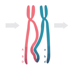 Ilustracja pokazuje crossing over w biologii: wymiana fragmentów między chromosomami, prowadząca do rekombinacji genów.