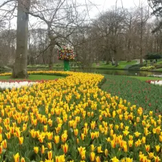 Keukenhof: Magiczny czas kwitnienia tulipanów. Nie przegap tego spektaklu!